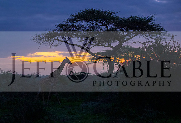 Edit-Tanzania-Safari3-2008