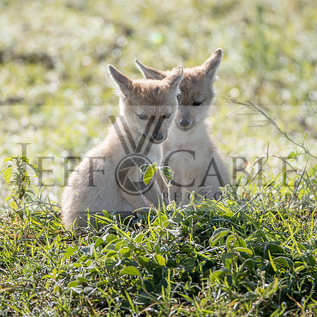 Edit-Tanzania-Safari3-1750-SQ