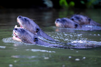 Edit-Pantanal-Brazil-Photo-Tour-2919