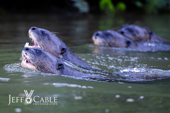 Edit-Pantanal-Brazil-Photo-Tour-2919