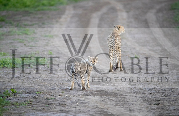 Edit-Tanzania-Safari3-2517