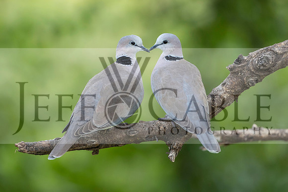 Edit-Tanzania-Safari3-0270-crop2