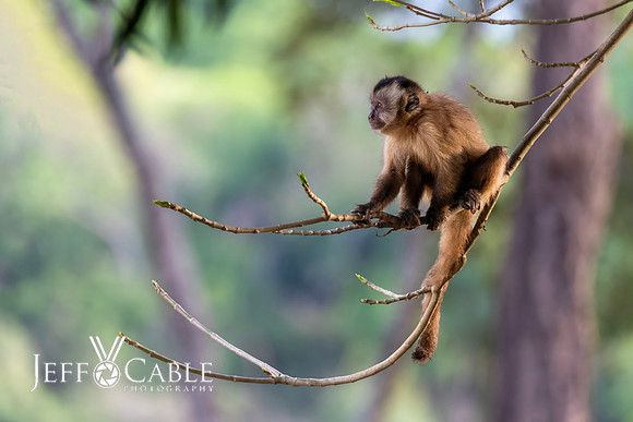 Edit-Pantanal-Brazil-Photo-Tour-1522