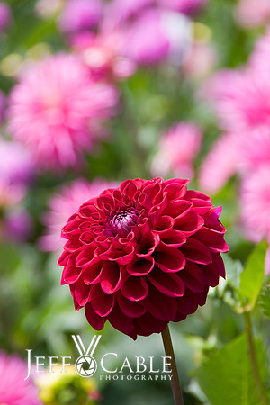 Nature Photography