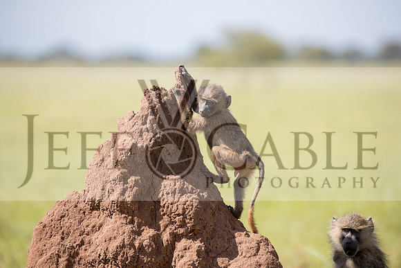 Edit-Tanzania-Safari3-1002