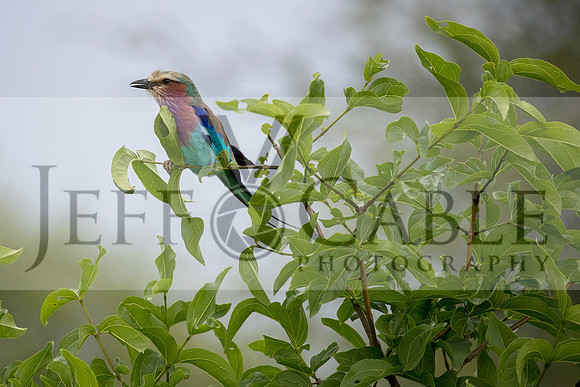 Edit-Tanzania-Safari3-1253