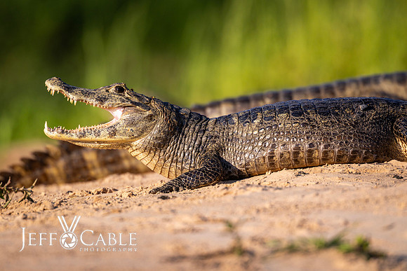 Edit-Pantanal-Brazil-Photo-Tour-3044