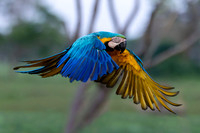 Edit-Pantanal-Brazil-Photo-Tour-0727