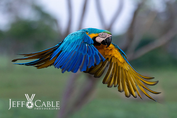 Edit-Pantanal-Brazil-Photo-Tour-0727