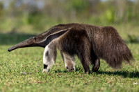 Edit-Pantanal-Brazil-Photo-Tour-0473