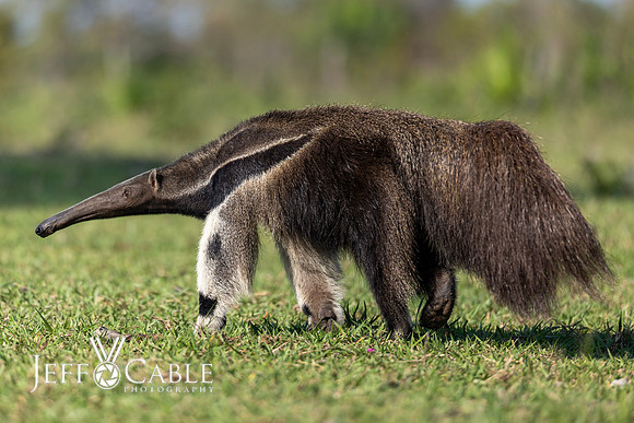 Edit-Pantanal-Brazil-Photo-Tour-0473