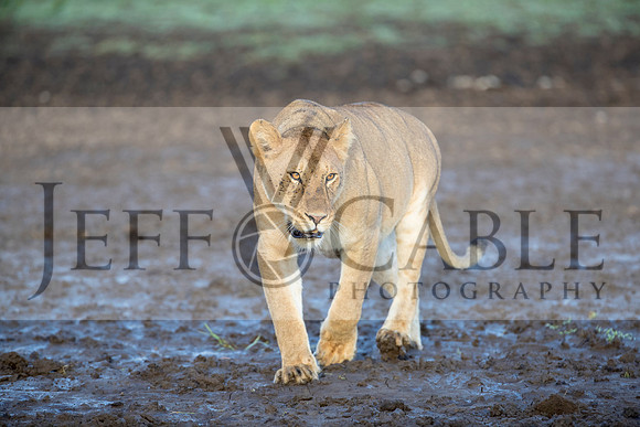 Edit-Tanzania-Safari3-2072
