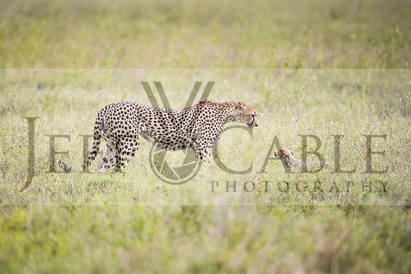 Edit-Tanzania-Safari3-3175
