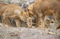 Edit-Tanzania-Migration-Tour-01256
