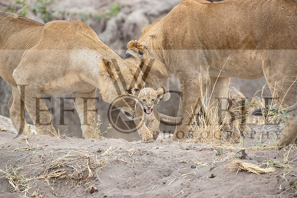 Edit-Tanzania-Migration-Tour-01256