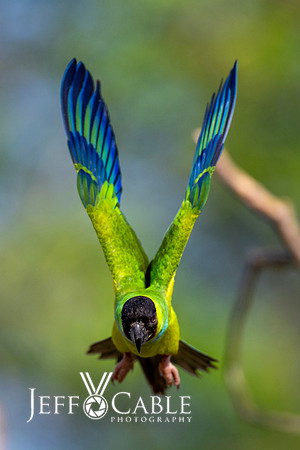 Edit-Pantanal-Brazil-Photo-Tour-0901