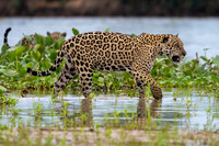Edit-Pantanal-Brazil-Photo-Tour-2437
