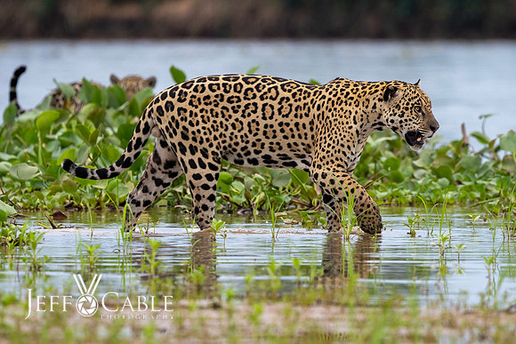 Edit-Pantanal-Brazil-Photo-Tour-2437
