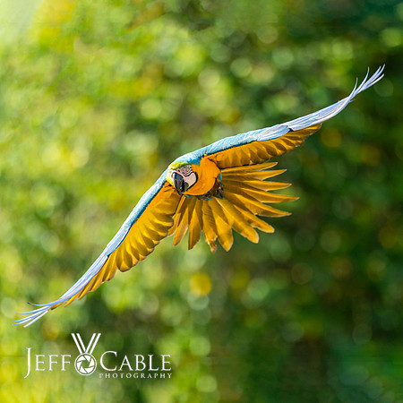 Edit-Pantanal-Brazil-Photo-Tour-0542