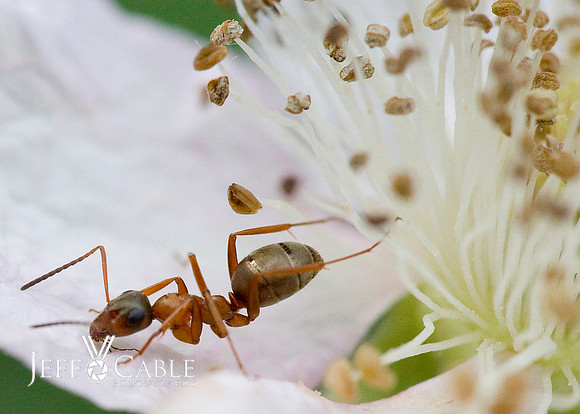 Nature Photography