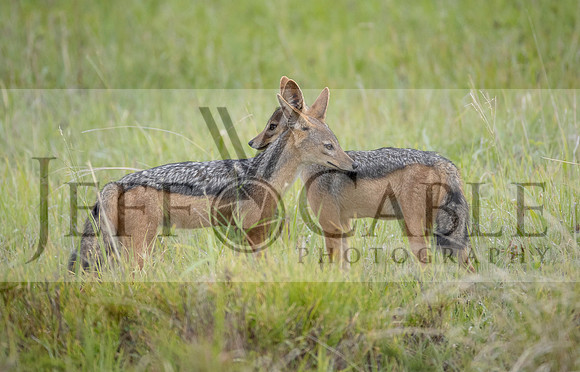 Edit-Tanzania-Safari3-1406