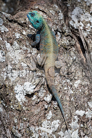 Edit-Tanzania-Safari3-2257-Crop