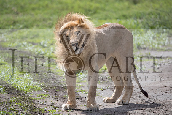 Edit-Tanzania-Safari3-2772