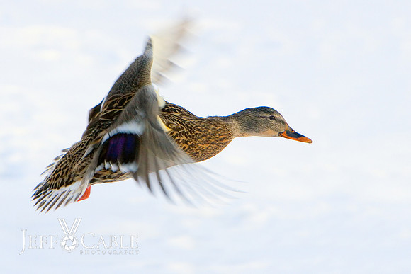 Nature Photography