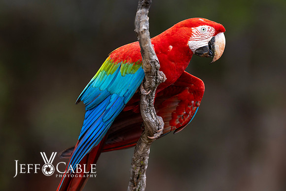 Edit-Pantanal-Brazil-Photo-Tour-1140
