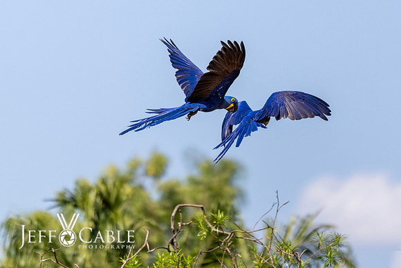 Edit-Pantanal-Brazil-Photo-Tour-0531