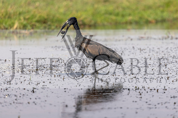 Edit-Botswana-2021-2534