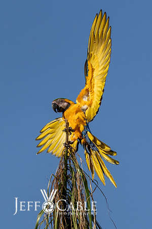 Edit-Pantanal-Brazil-Photo-Tour-0577