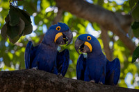 Edit-Pantanal-Brazil-Photo-Tour-1049