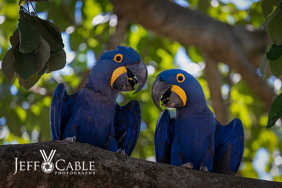 Edit-Pantanal-Brazil-Photo-Tour-1049