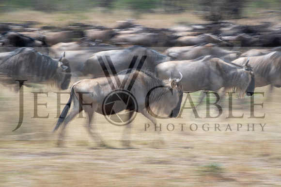 Edit-Tanzania-Migration-Tour-02311