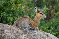 Edit-Tanzania-Migration-Tour-01389