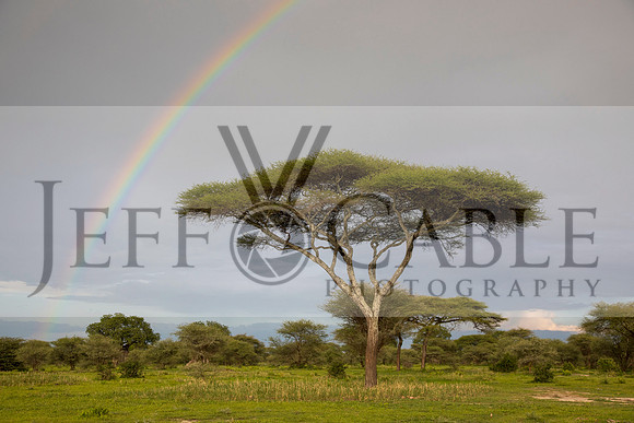 Edit-Tanzania-Safari3-1324
