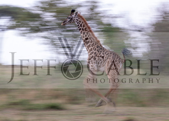 Edit-Tanzania-Migration-Tour-crop-02149