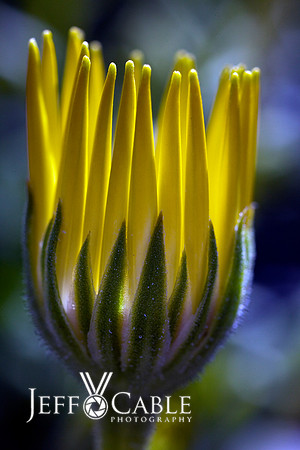 Nature Photography