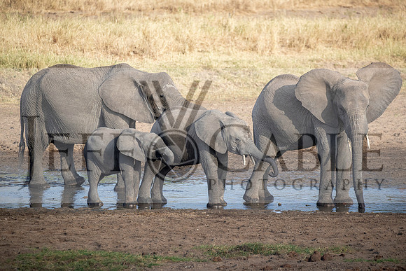 Edit-Tanzania-Migration-Tour-00357