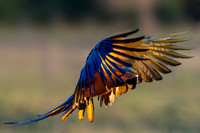 Edit-Pantanal-Brazil-Photo-Tour-0204-mod