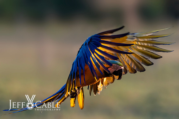 Edit-Pantanal-Brazil-Photo-Tour-0204-mod