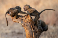 Edit-Tanzania-Migration-Tour-00888