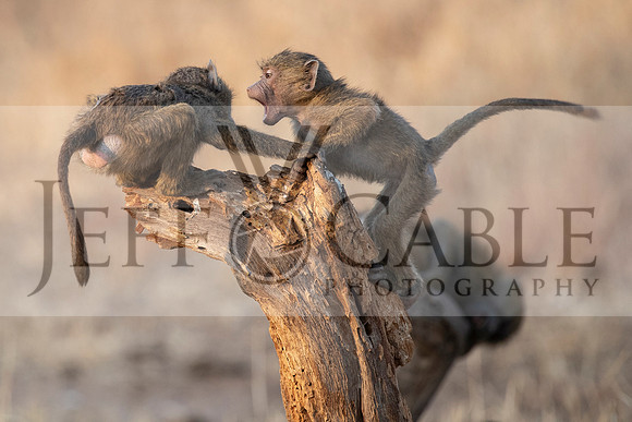 Edit-Tanzania-Migration-Tour-00888