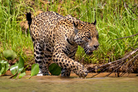 Edit-Pantanal-Brazil-Photo-Tour-3227