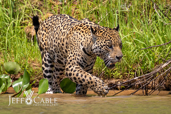 Edit-Pantanal-Brazil-Photo-Tour-3227