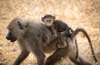 Edit-Tanzania-Migration-Tour-00795