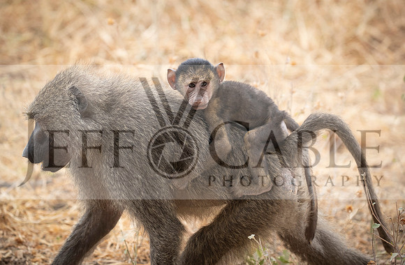 Edit-Tanzania-Migration-Tour-00795