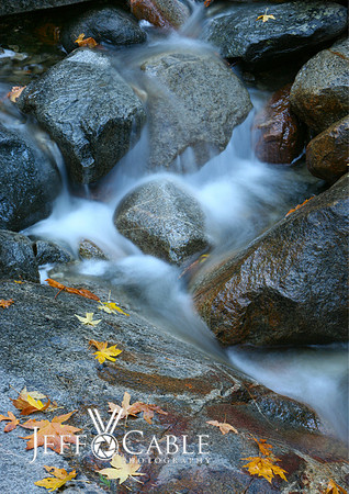 Nature Photography