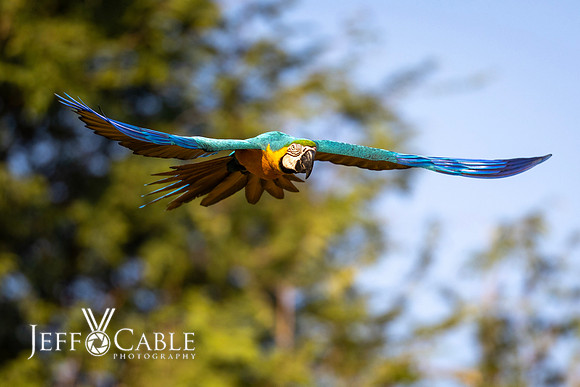 Edit-Pantanal-Brazil-Photo-Tour-0803